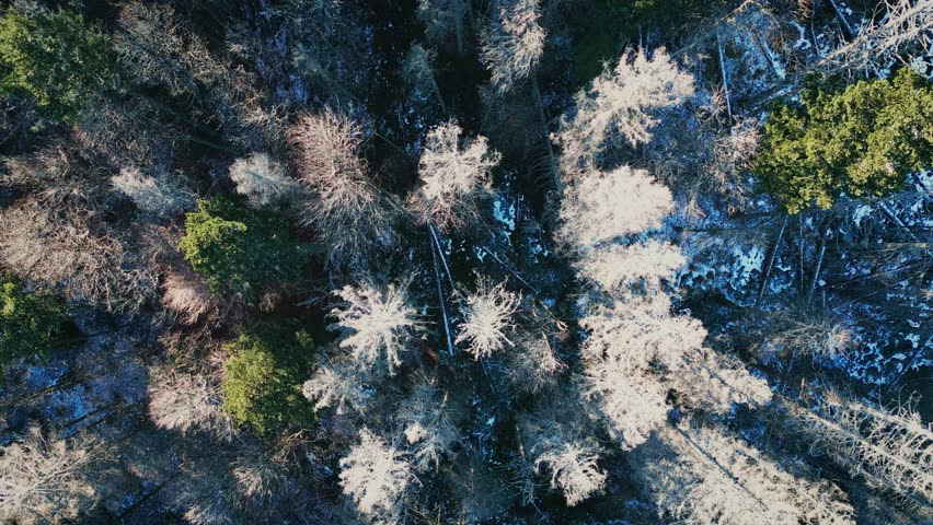 Aerial view over Black Forest, Germany. Rotating top view of pine tree tops in winter forest. Beautiful nature landscape