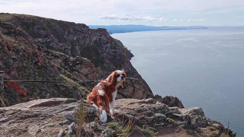 A dog admires the beauty from a cliff on Lake Baikal. Russia