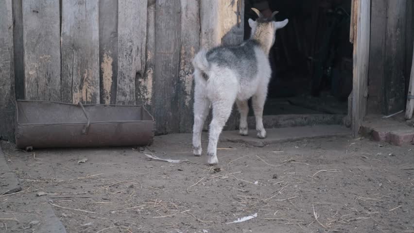 goats in the village walk next to the barn
