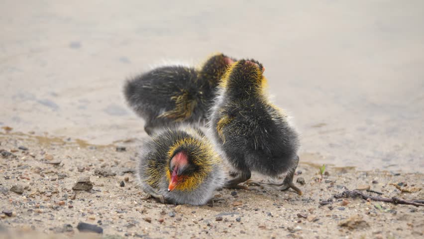 Fluffy red-knobbed coot chicks exploring the sandy shore near water in Cape Town, South Africa