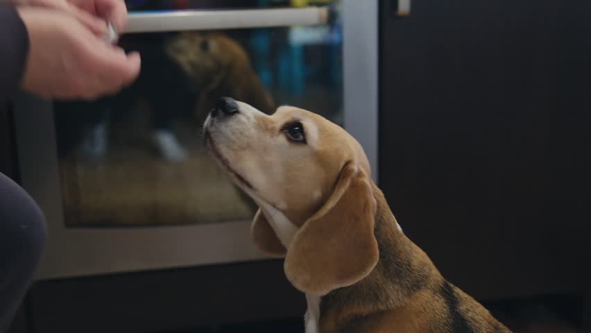 Owner giving medicine in a pill to his sick dog. Medicine and vitamins for pets. Pills for animals. High quality FullHD footage