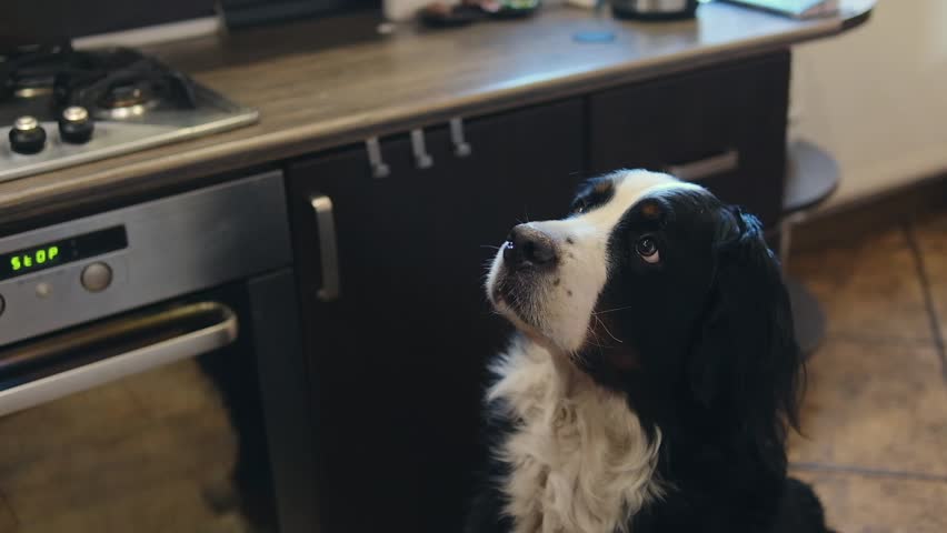 Owner giving medicine in a pill to his sick dog. Medicine and vitamins for pets. Pills for animals. High quality FullHD footage