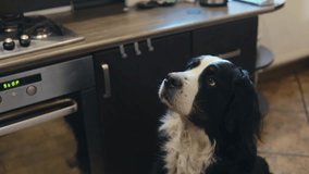 Owner giving medicine in a pill to his sick dog. Medicine and vitamins for pets. Pills for animals. High quality FullHD footage - Powered by Shutterstock - Get 15% off with code: PIKWIZARD15