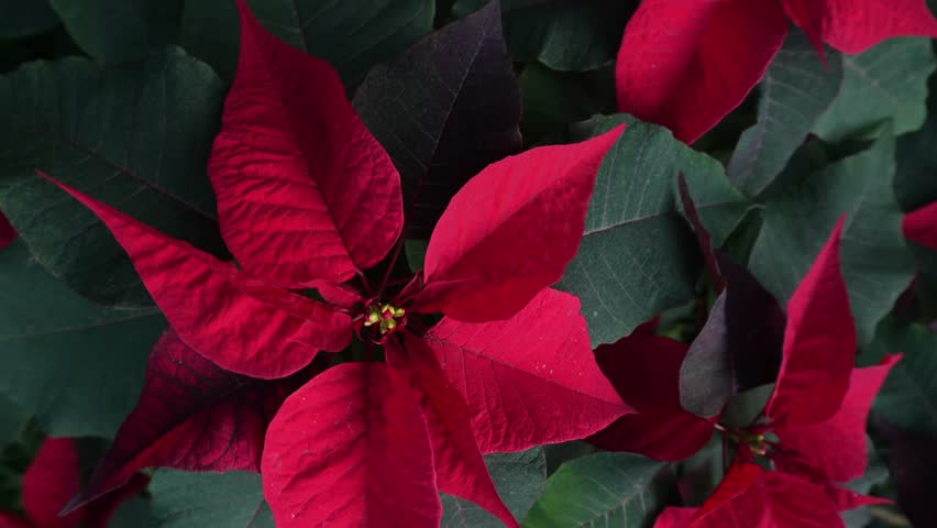 Close up poinsettia flowers with inception mode in winter  on a sunny day
