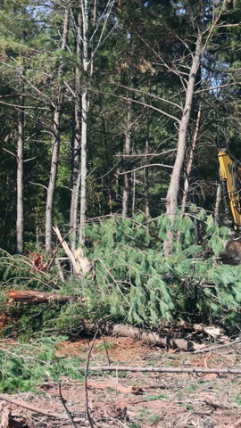 25 October 2024 New York NY US: An excavator is used by contractor when preparing construction site, resulting in uprooting of trees