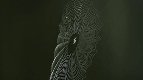 spider web closeup on dark background - Powered by Shutterstock - Get 15% off with code: PIKWIZARD15