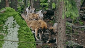 Eurasian wolf pack howling (Canis lupus lupus) in the forest - Powered by Shutterstock - Get 15% off with code: PIKWIZARD15