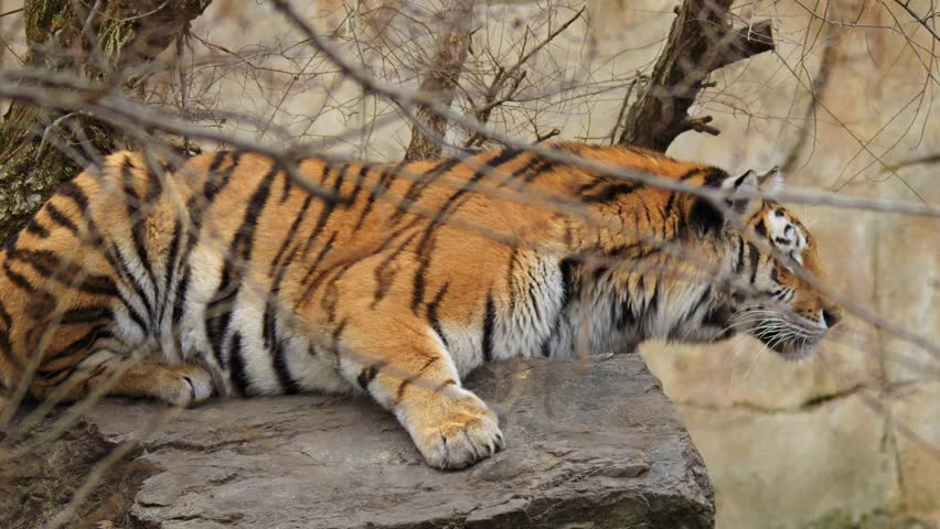 Siberian tiger (Panthera tigris altaica) couple, two big cats interaction
