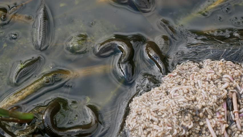 Horse leech and fly maggots feeding on a carcass