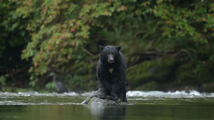 Black bear on rock in middle of river shaking off water of its wet fur