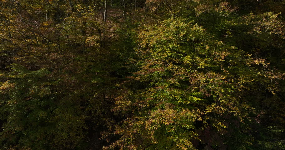 Aerial view of vibrant autumn foliage covering a mountainous landscape, showcasing a stunning array of red, orange, yellow, and green trees under a bright blue sky