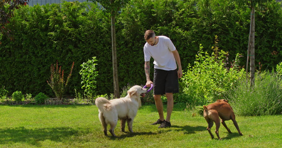 A man plays with two dogs, a Golden Retriever and a German Boxer, in a sunny garden. The dogs are excitedly interacting with a purple toy, enjoying an active moment outdoors. High quality 4k footage