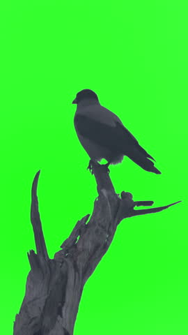 Black crow bird flying from tree branch vertical