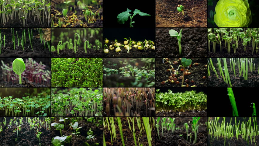 Plant growth time-lapse collage: Sprouts emerging from soil and transforming into vegetables and fruits, showcasing sustainable farming and the beauty of nature. High quality 4k footage