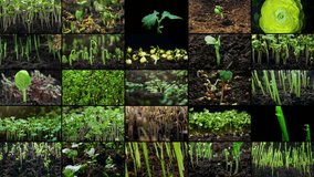 Plant growth time-lapse collage: Sprouts emerging from soil and transforming into vegetables and fruits, showcasing sustainable farming and the beauty of nature. High quality 4k footage - Powered by Shutterstock - Get 15% off with code: PIKWIZARD15