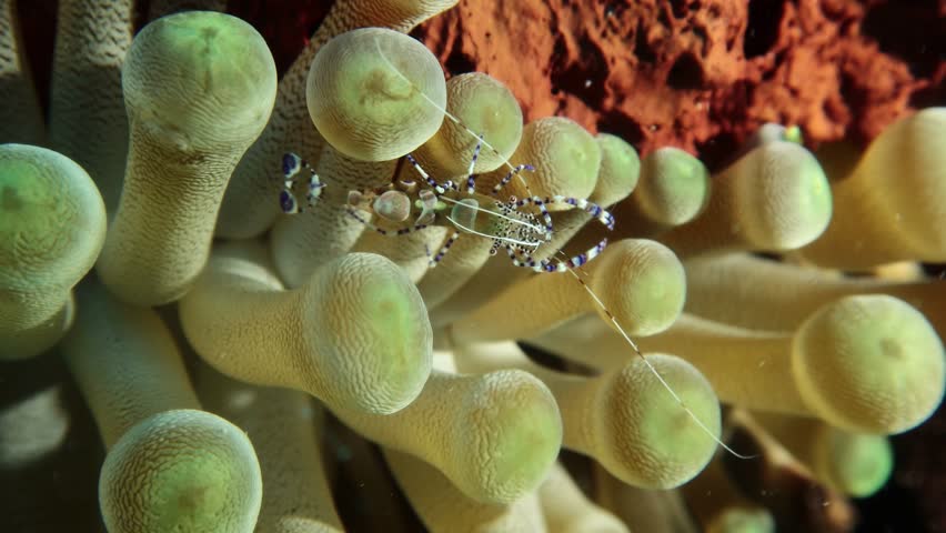 spotted cleaner shrimp (periclimenes yucatanicus) sticked between the hidden  anemone tentacles (lebrunia coralligens)