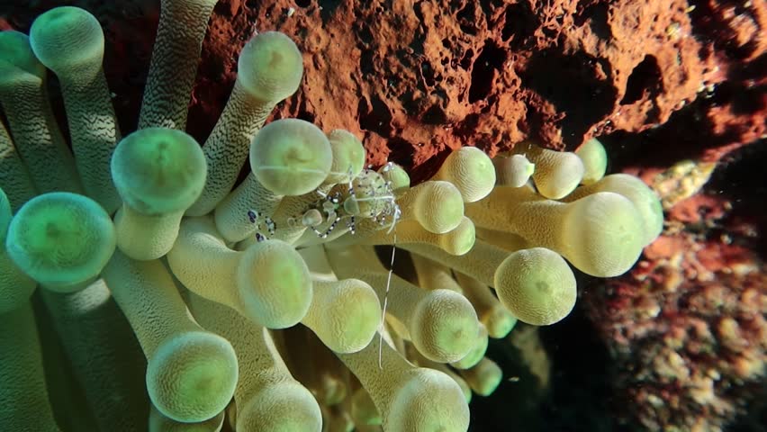 spotted cleaner shrimp (periclimenes yucatanicus) sticked between the hidden  anemone tentacles (lebrunia coralligens)