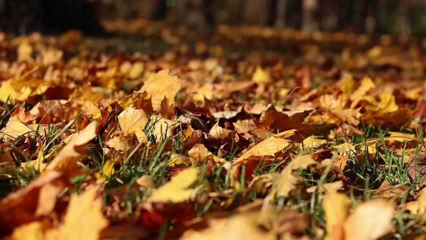 Wind blows and turns over fallen yellow leaves. Autumn leaves close-up in windy weather in the park. Fallen autumn leaves. Nature background. Autumn background. Windy weather