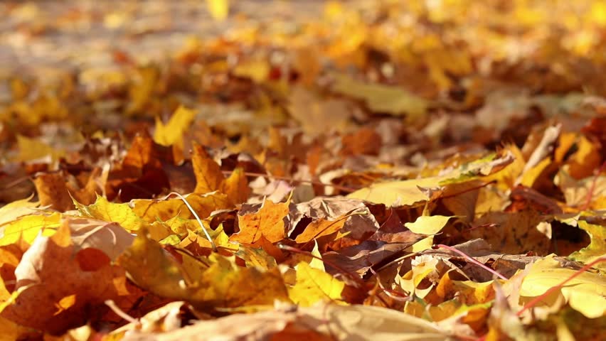 Wind blows and turns over fallen yellow leaves. Autumn leaves close-up in windy weather in the park. Fallen autumn leaves. Nature background. Autumn background. Windy weather