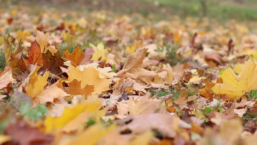 Wind blows and turns over fallen yellow leaves. Autumn leaves close-up in windy weather in the park. Fallen autumn leaves. Nature background. Autumn background. Windy weather