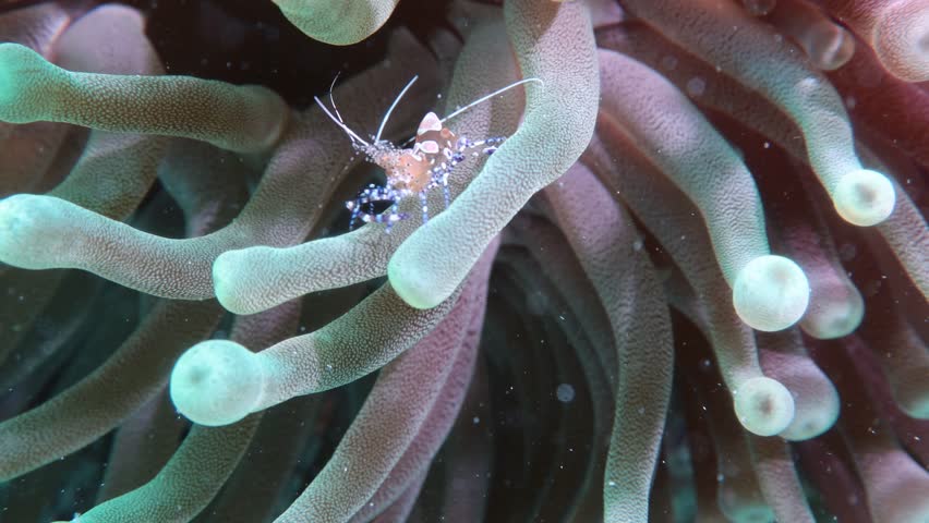 spotted cleaner shrimp (periclimenes yucatanicus) sticked between the giant  anemone tentacles (condylactis gigantea)