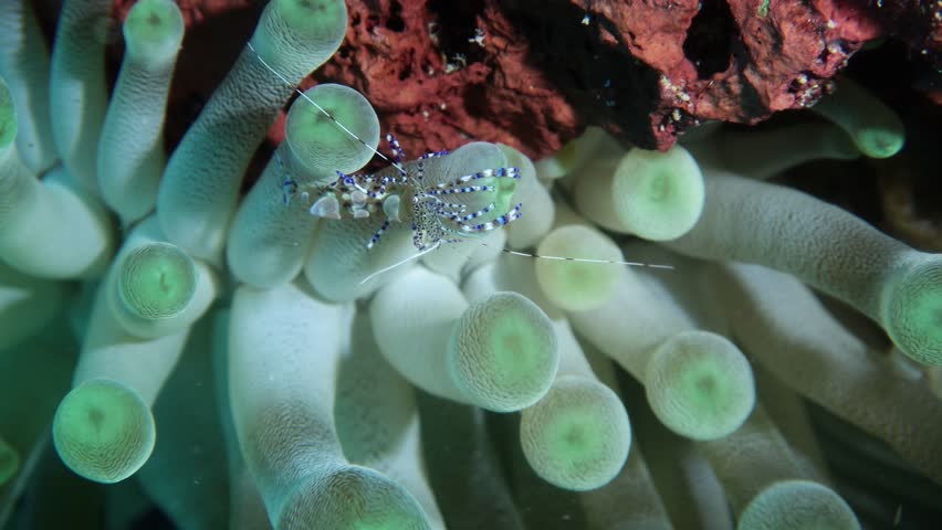 spotted cleaner shrimp (periclimenes yucatanicus) sticked between the hidden  anemone tentacles (lebrunia coralligens)