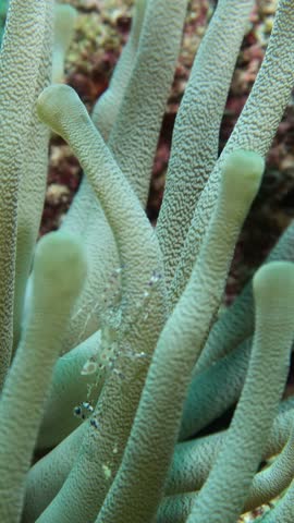 spotted cleaner shrimp (periclimenes yucatanicus) sticked between the giant  anemone tentacles (condylactis gigantea)