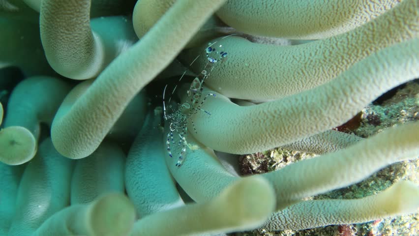 spotted cleaner shrimp (periclimenes yucatanicus) sticked between the giant  anemone tentacles (condylactis gigantea)