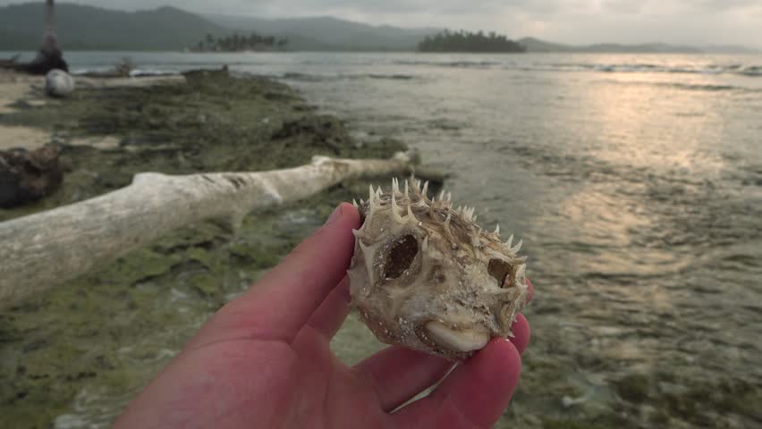 A person holds a dried up dead puffer fish (or balloon fish) on a tropical shore