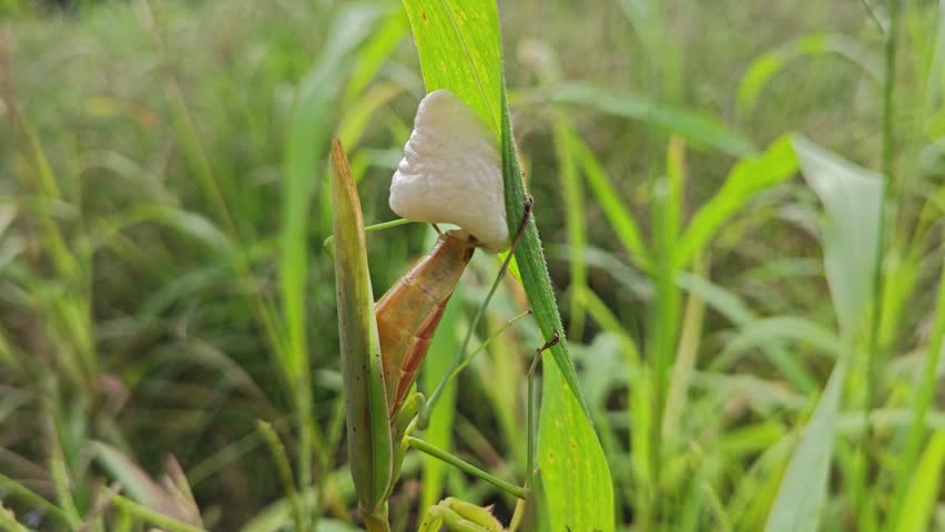 Mantis religiosa laying eggs into foamy egg case on the long cogongrass leaves.