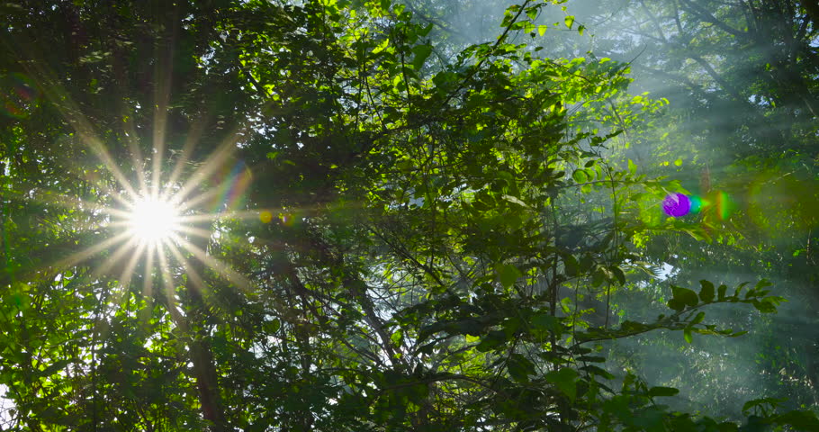 Tree sun ray landscape nature tree in forest Sun rays emerging through the green tree branches. White fog forest with warm sunbeams  tree. Slider dolly high quality shot. DCI 4K 4096x2160p. ProRes422