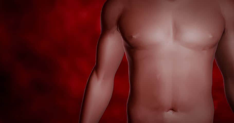 Internal organ scans of the heart, liver, lungs, stomach and intestines. Medical images showing the organs in the human body. Organs of life. 3D Rendering	
