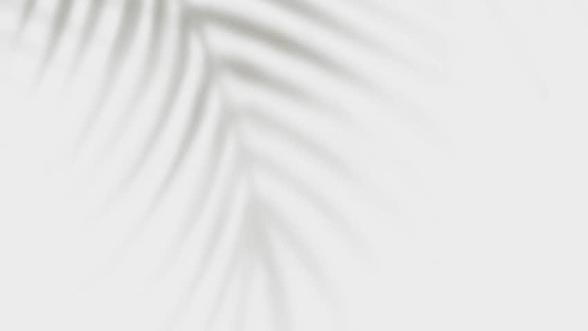 Shadow palm leaf blurred background. Tropical plant on sunny white wall. Overlay effect. 