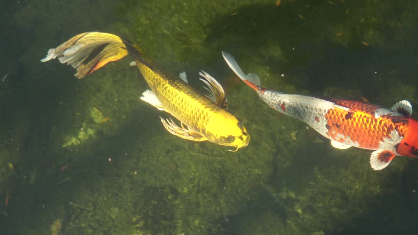 Close up footage of koi fish or fancy carp fish swimming in the pond under the sunlight.