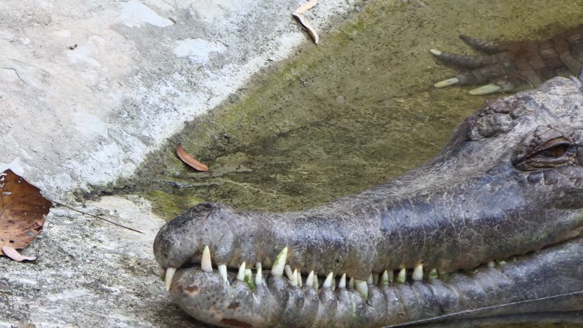 False gharial resting in water headshot with insects crawling on its head.