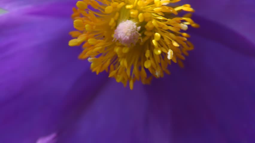 Close-up of a vivid yellow stamen and pinkish pistil against soft purple petals, highlighting the intricate textures and vibrant colors of the flowers core