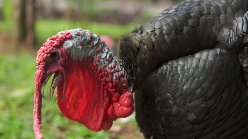 Turkey bird or Meleagris gallopavo standing in a grassy field, nature and animal concept.