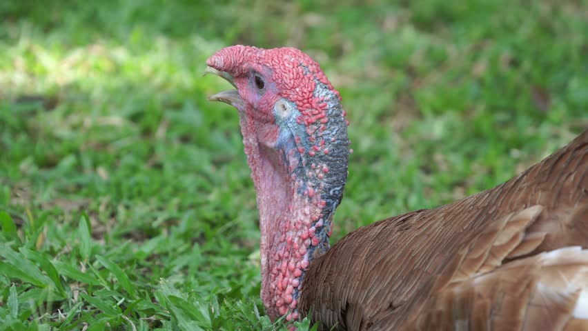 Turkey bird or Meleagris gallopavo standing in a grassy field, nature and animal concept.
