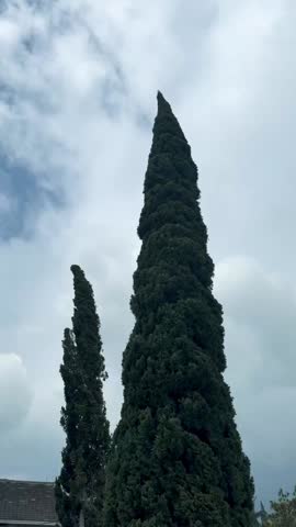 Tall evergreen pine trees swaying in the wind against a cloudy sky.A serene winter forest scene with tall, majestic pine trees gently swaying in the wind against a pale,cloudy,sky.copy space.
