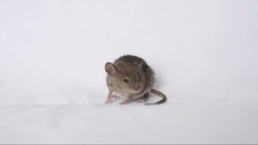 К чему снится много мышей серых маленьких. Мышонок бежит. Мышка бегает. Мышонок убегает. Бег мыши.