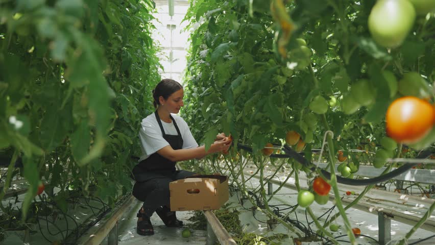 Work process of harvesting tomatoes in agricultural greenhouse. Caucasian woman, worker picks ripe tomatoes from bush into box for transportation to buyer. Concept of growing organic food, vegetables