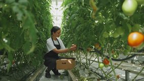 Work process of harvesting tomatoes in agricultural greenhouse. Caucasian woman, worker picks ripe tomatoes from bush into box for transportation to buyer. Concept of growing organic food, vegetables - Powered by Shutterstock - Get 15% off with code: PIKWIZARD15