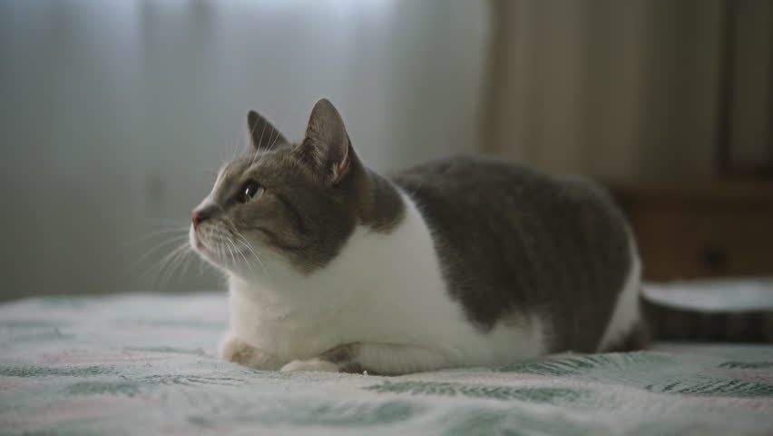 Cat on Bed Looking Emotional and Running Away