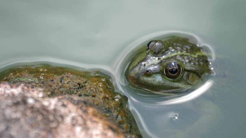 Watchful green frog in water.
Close-up video footage of a green frog. The frog