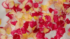 Top view of raindrops falling on a composition of red, yellow and pink rose petals floating in clear water on a white background. - Powered by Shutterstock - Get 15% off with code: PIKWIZARD15