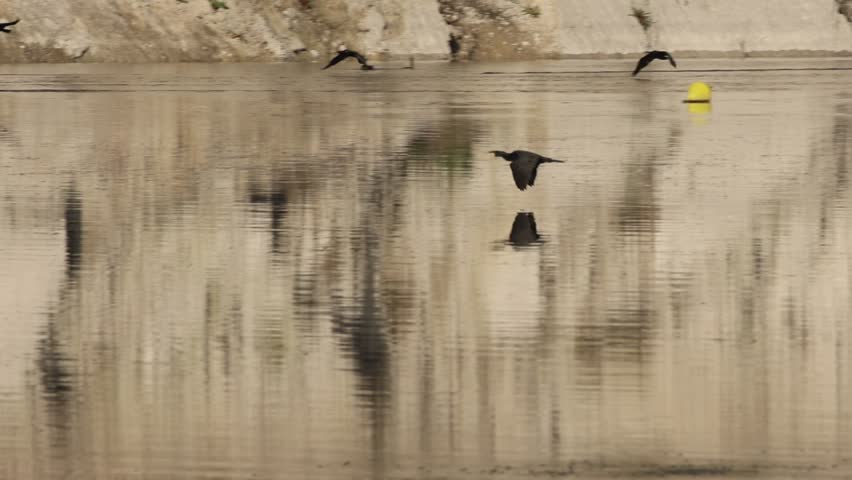 Group of cormorants Phalacrocorax carbo flying over the lake surface reflecting in the water, Beniarres Reservoir, Spain