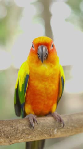 Sun Conure Parrot with blur background