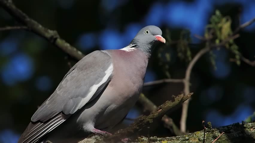 Wood pigeon on a tree branch in the forest slow motion
