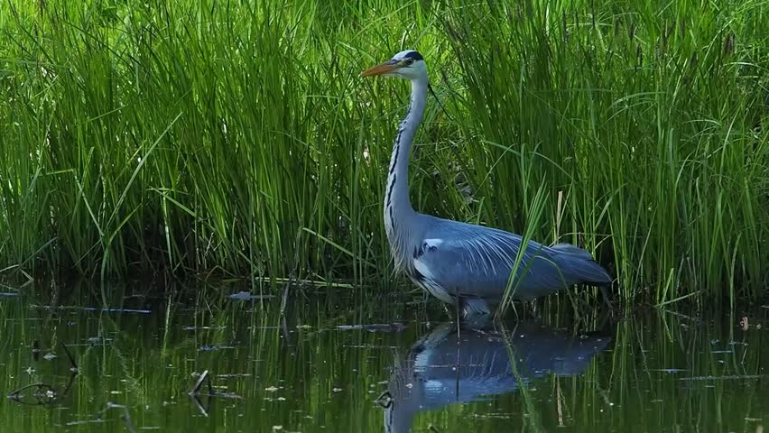 grey heron hunts for its prey near the lake, high quality sound