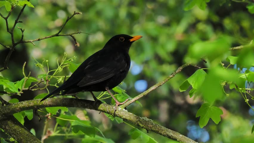 blackbird sitting on a tree branch in the forest on a blurred background, high quality sound